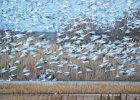 3 Snow Geese Mass Lift off .jpg